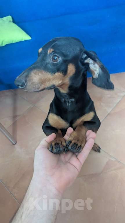 Собаки в Казани: Продам собаку Такса Мальчик, 5 000 руб. - фото 2