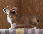 Собаки в Петергофе: Щенок вельш корги пемброк.  Мальчик, 60 000 руб. - фото 2