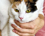 Кошки в Москве: Кошка Пятнашка – трехцветная обаяшка в добрые руки Девочка, Бесплатно - фото 6