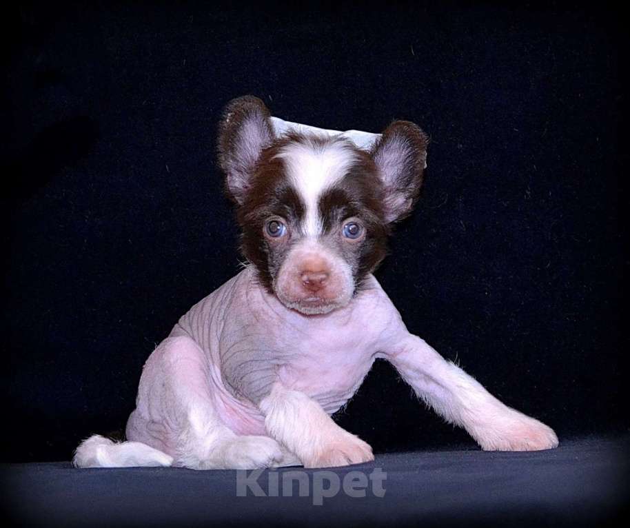 Собаки в Екатеринбурге: Чистопородные щенки КХС редкого шоколадного окраса Мальчик, 40 000 руб. - фото 2