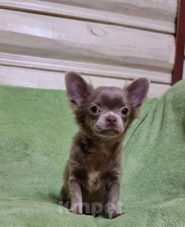 Собаки в Наро-Фоминске: Щенок чихуахуа лиловая девочка Девочка, 60 000 руб. - фото 3