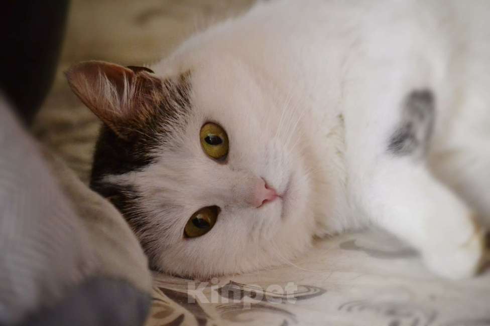 Кошки в Москве: Шарлотта ищет дом  Девочка, Бесплатно - фото 3