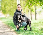 Собаки в Москве: Щенок в дар  Мальчик, Бесплатно - фото 3
