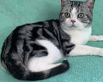 Кошки в Москве: Взрослый Американский короткошерстный кот Мальчик, Бесплатно - фото 2
