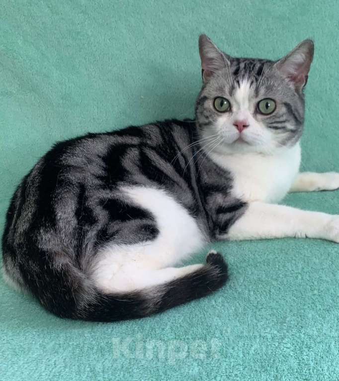 Кошки в Москве: Взрослый Американский короткошерстный кот Мальчик, Бесплатно - фото 2