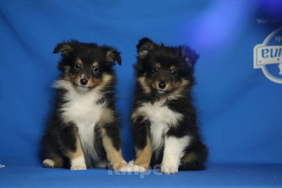 Собаки в Рязани: Щенки шелти. Мальчик, 60 000 руб. - фото 10