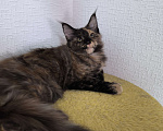 Кошки в Симферополе: Котята Мейн-кун Девочка, 15 000 руб. - фото 2