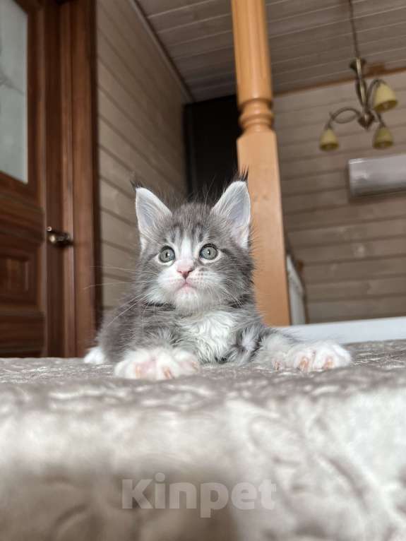 Кошки в других городах Московской области: Котенок мейн-кун девочка Девочка, 65 000 руб. - фото 2