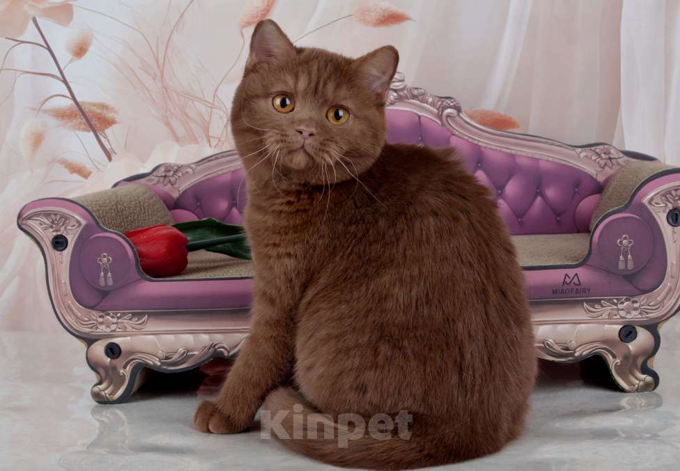 Кошки в Санкт-Петербурге: Британский котик эксклюзивного окраса циннамон Мальчик, 45 000 руб. - фото 2