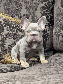 Французский бульдог бигроп мальчик