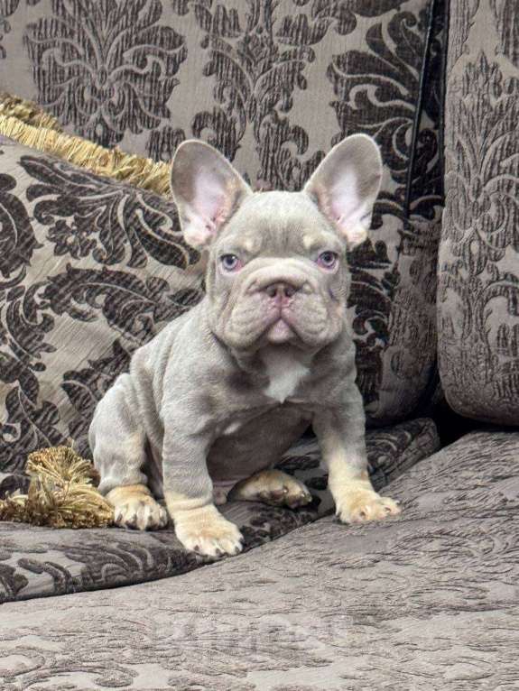 Собаки в Санкт-Петербурге: Французский бульдог бигроп мальчик Мальчик, 100 000 руб. - фото 1