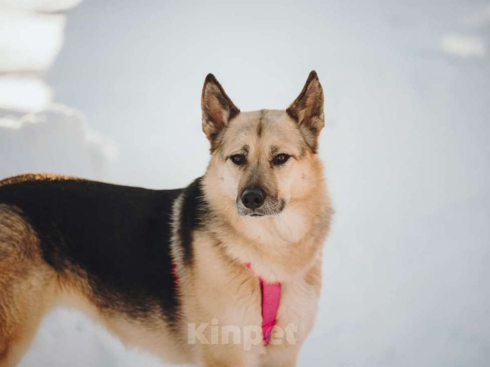 Собаки в Москве: Пеппи ищет дом. И ждёт его всей душой. Девочка, Бесплатно - фото 2