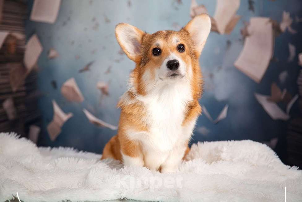 Собаки в Кирове: Вельш Корги Пеброк щенок Девочка, 80 000 руб. - фото 3