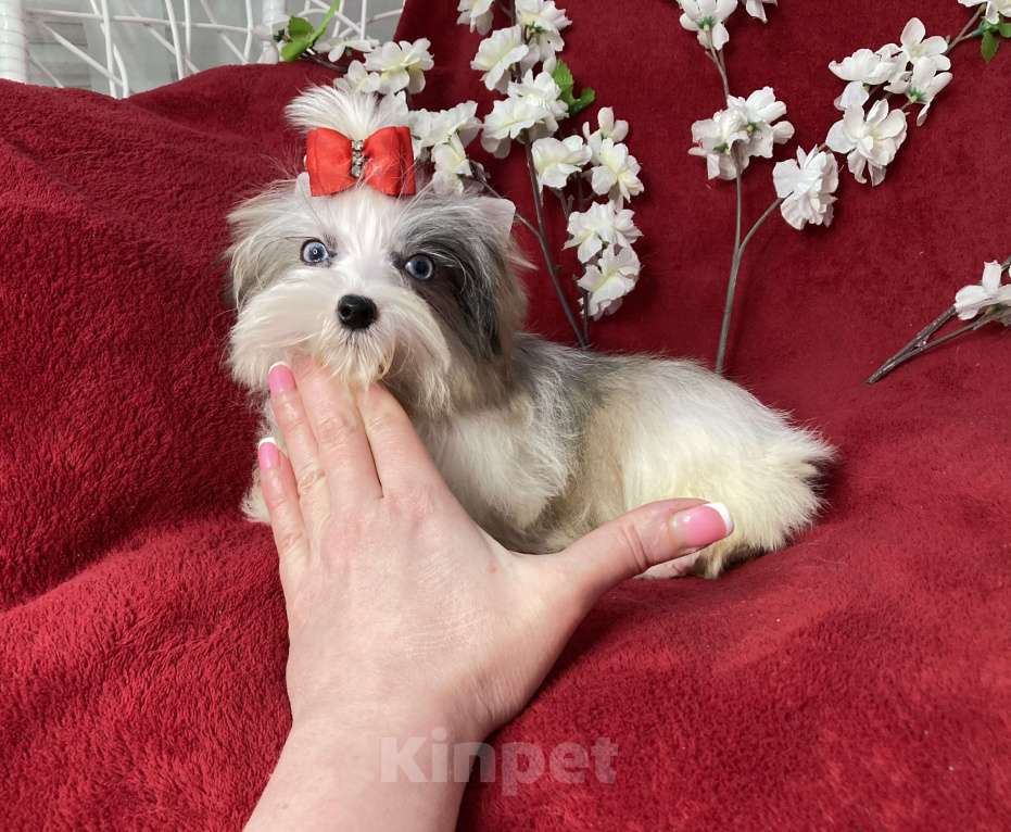 Собаки в Москве: Йорк с двумя голубыми глазами мальчик мини Мальчик, 130 000 руб. - фото 9