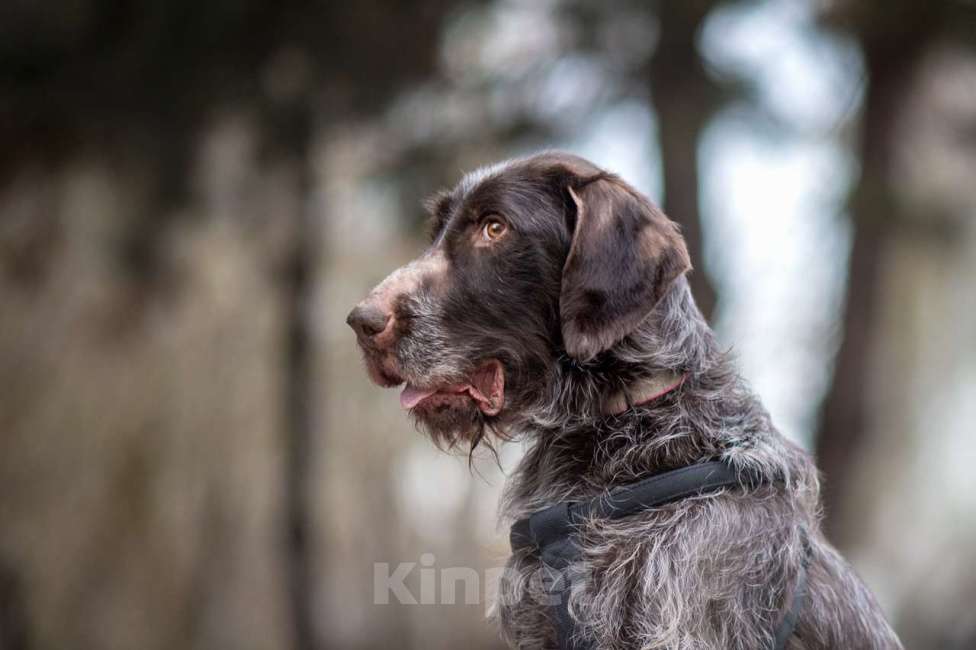 Собаки в Москве: Джесси Девочка, Бесплатно - фото 6