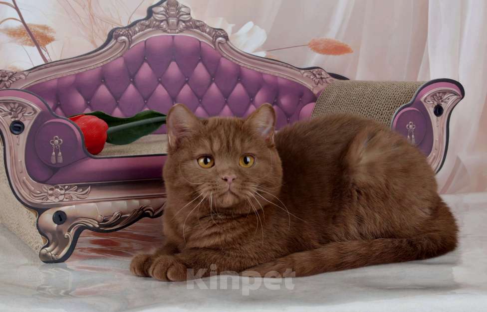 Кошки в Санкт-Петербурге: Британский котик эксклюзивного окраса циннамон Мальчик, 45 000 руб. - фото 5