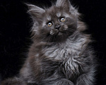 Кошки в Видном: Девочка мейн-кун черный дым Девочка, 95 000 руб. - фото 8