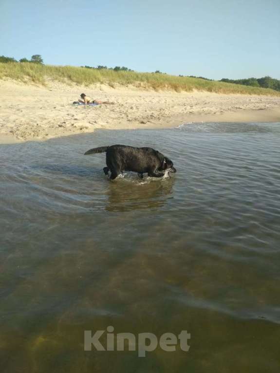 Собаки в Балтийске: Отдам помесь лабрадора и дворняги в хорошие руки Мальчик, Бесплатно - фото 3