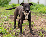 Собаки в Подольске: Барни - очаровательный, добрый песик. Мальчик, Бесплатно - фото 4