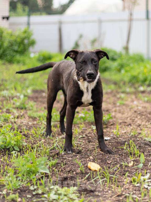 Собаки в Подольске: Барни - очаровательный, добрый песик. Мальчик, Бесплатно - фото 4
