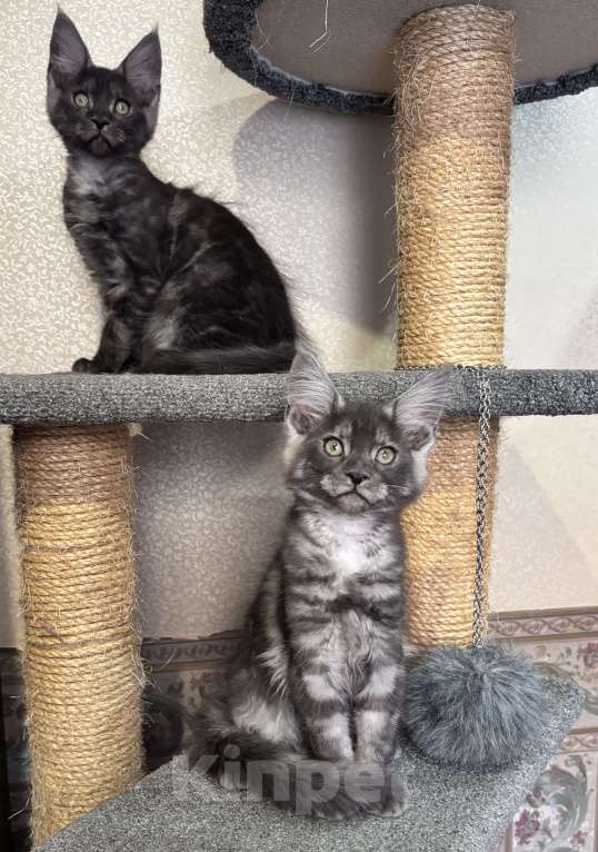 Кошки в Петергофе: Девочки близняшки Девочка, 40 000 руб. - фото 5