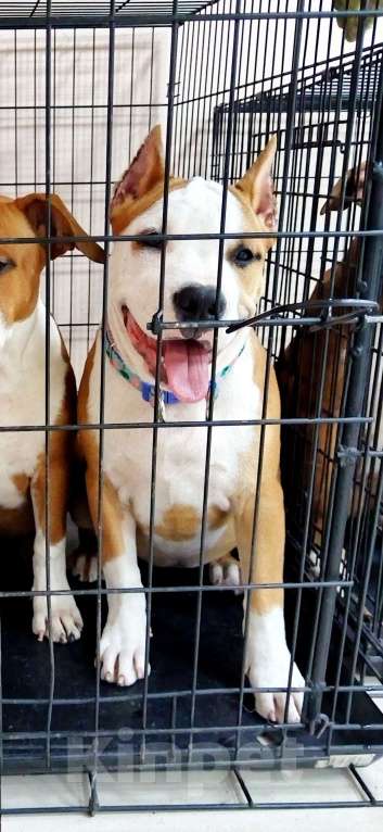 Собаки в Москве: Шикарная девочка амстаффа  Девочка, 90 000 руб. - фото 8