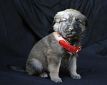 Собаки в Краснодаре: Отдам щенка, 2 месяца Мальчик, 10 руб. - фото 3