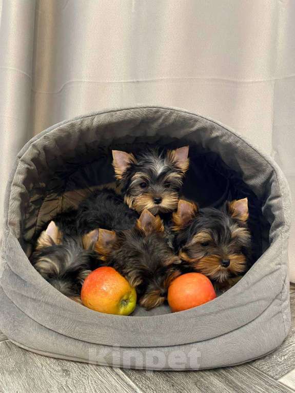 Собаки в Томске: Йоркширский терьер щенки РКФ Мальчик, 40 000 руб. - фото 2