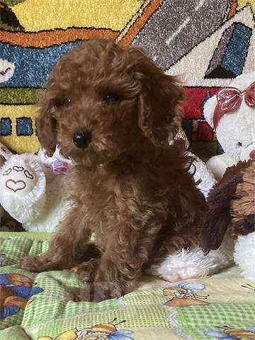 Собаки в других городах Московской области: Щенки той-пуделя Мальчик, Бесплатно - фото 6