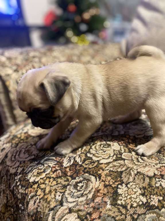 Собаки в других городах Московской области: Пупсики Девочка, 23 000 руб. - фото 3