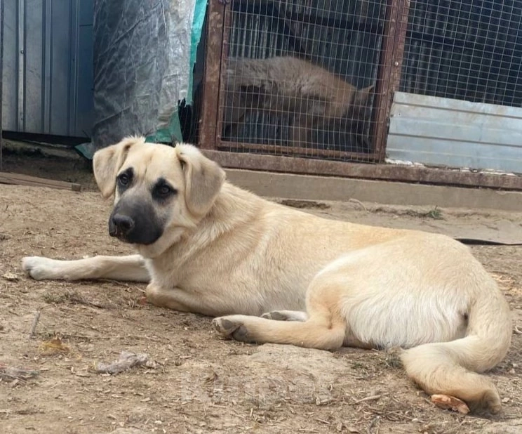 Собаки в других городах Московской области: Представляем вам очаровательного, обаятельного и просто, обалденного пацанчика Митяя! Мальчик, Бесплатно - фото 4