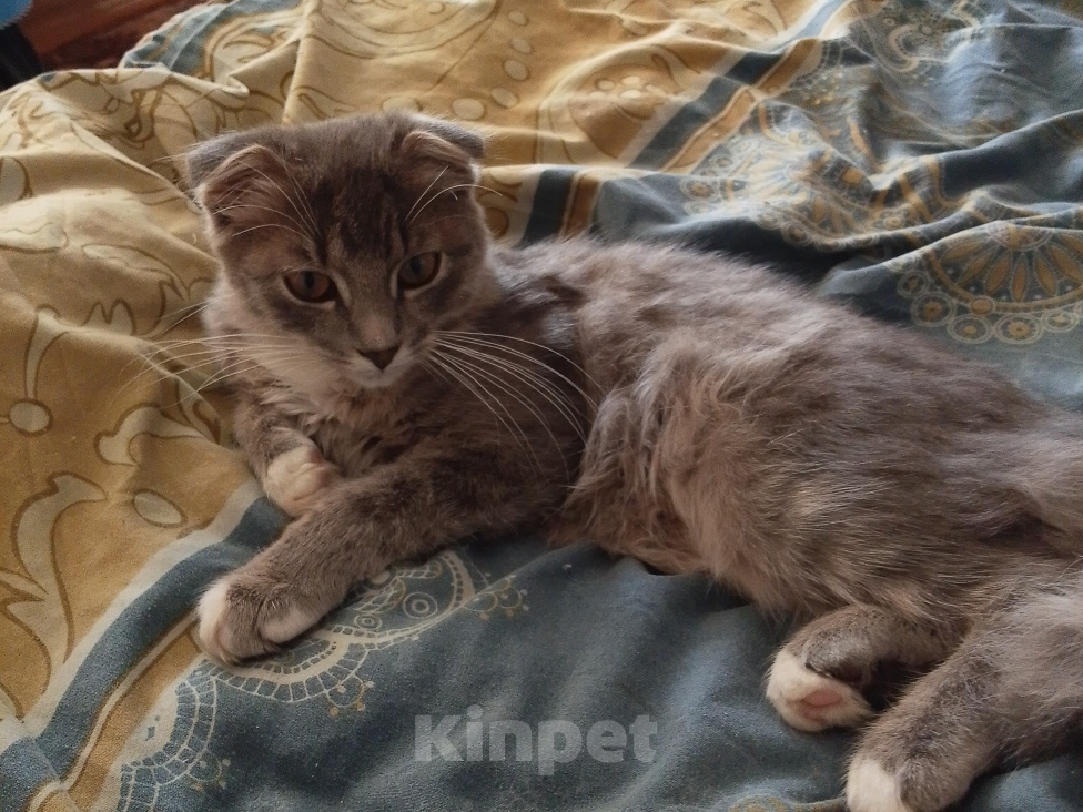 Кошки в Котельниче: Продавец вислоухий котёнок Мальчик, 35 000 руб. - фото 3
