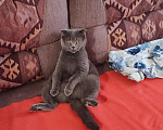 Кошки в Дмитрове: Отдам кошку в добрые руки Девочка, Бесплатно - фото 3