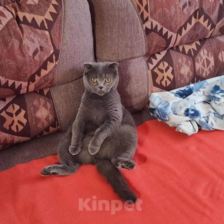 Кошки в Дмитрове: Отдам кошку в добрые руки Девочка, Бесплатно - фото 3