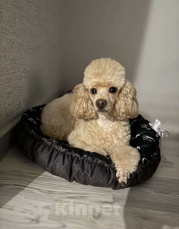 Собаки в Барнауле: Щенки карликового пуделя Девочка, 40 000 руб. - фото 2