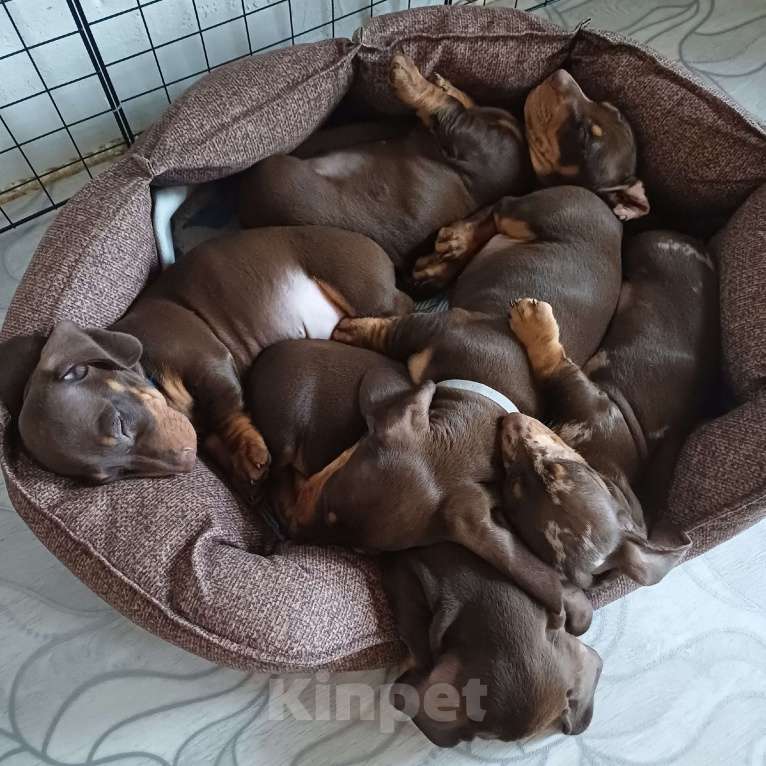 Собаки в Ржеве: Такса питомник Мальчик, Бесплатно - фото 1