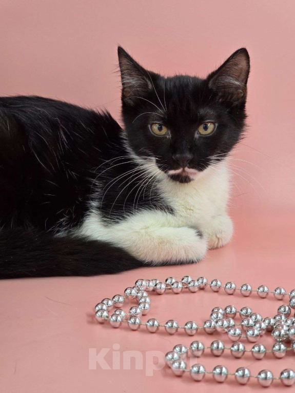 Кошки в Москве: Смайлик  Мальчик, Бесплатно - фото 2