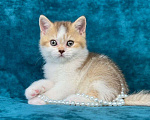 Кошки в Люберцах: Британский котенок Девочка, 55 000 руб. - фото 4