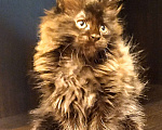 Кошки в Москве: Мейн Кун чистокровные котята питомник  Мальчик, 30 000 руб. - фото 1