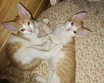 Кошки в Москве: Две сестренки Девочка, Бесплатно - фото 1
