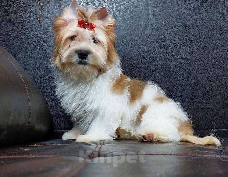 Собаки в Можайске: Русская салонная собака Девочка, Бесплатно - фото 1