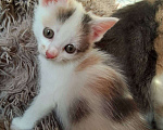 Кошки в Пензе: Очаровательная Ксюша в дар. Девочка, Бесплатно - фото 1