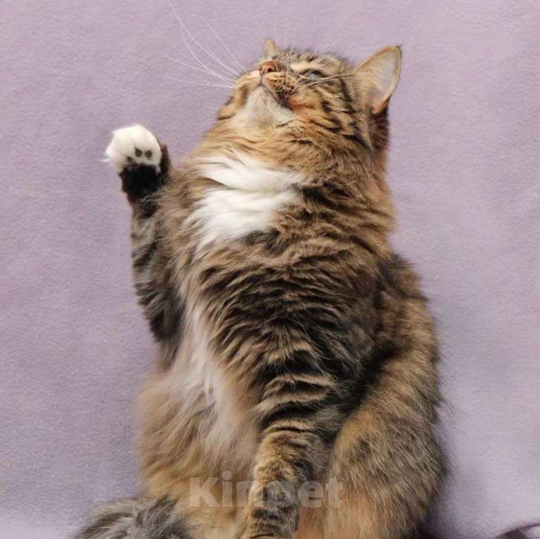 Кошки в Москве: Пушинка, потерпи еще немного, дом обязательно найдется! Девочка, Бесплатно - фото 3