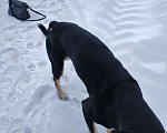 Собаки в Сергиеве Посаде: Найдена собака  Мальчик, 10 руб. - фото 2