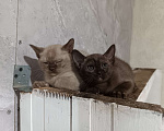 Кошки в других городах Владимирской области: Бурманские котята Разнополые, Бесплатно - фото 4