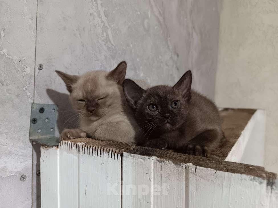 Кошки в других городах Владимирской области: Бурманские котята Разнополые, Бесплатно - фото 4