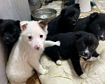 Собаки в Москве: маленькие собачки , щенки от маленькой собачки в дар Девочка, 10 руб. - фото 6
