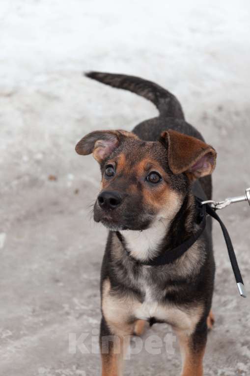 Собаки в Ногинске: Ивонна ждет свою семью в приюте Девочка, Бесплатно - фото 9