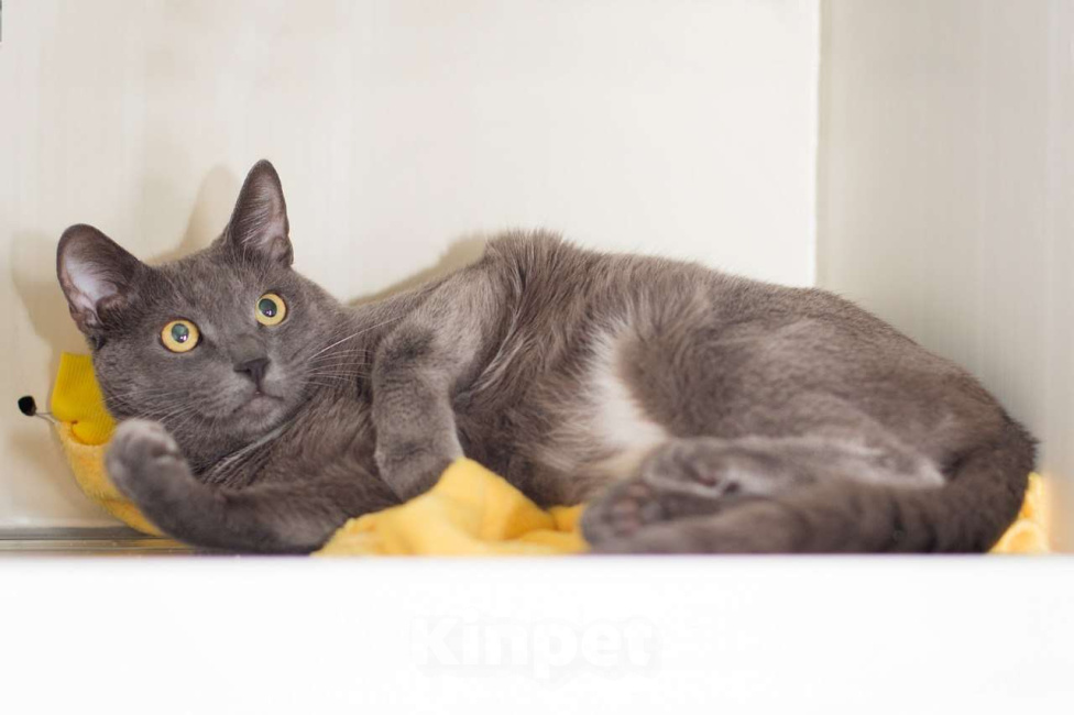 Кошки в Москве: Кот Фарсон в поисках семьи Мальчик, Бесплатно - фото 2