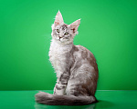 Кошки в Омске: Котята мейн-кун Мальчик, Бесплатно - фото 5